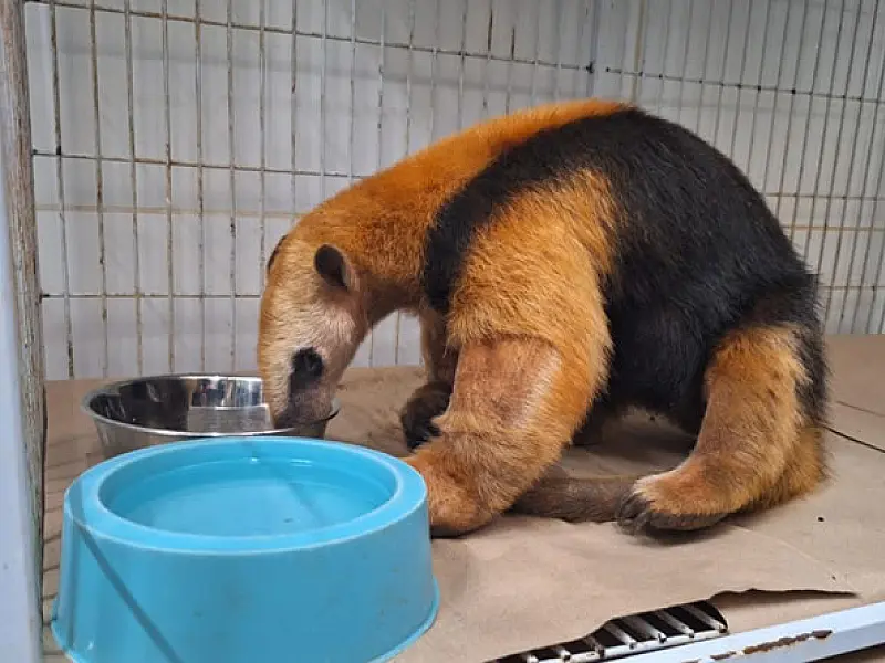 SP tem 26 unidades para atender animais silvestres vítimas de incêndios florestais