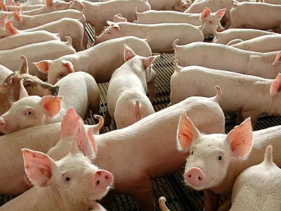 Governo lança material para prevenção da peste suína africana