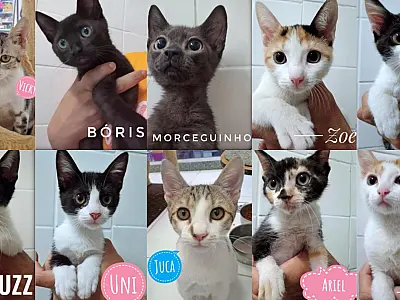 Cidade realiza plantão para tirar dúvidas e apresentar pets para adoção