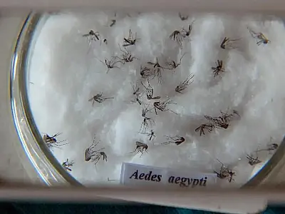 Casos de dengue no Brasil aumentam 15,8% em 2023