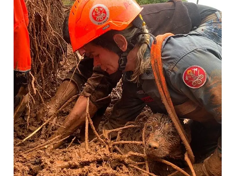 Cachorro é resgatado após deslizamento deixá-lo preso em Campos do Jordão