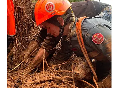 Cachorro é resgatado após deslizamento deixá-lo preso em Campos do Jordão