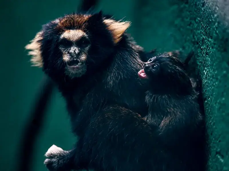 SP: Zoológico comemora sucesso em reprodução de saguis-da-serra-escuro