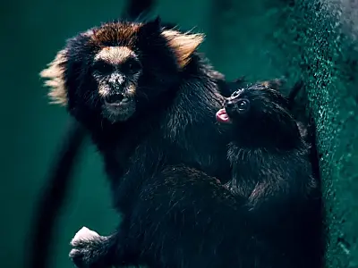 SP: Zoológico comemora sucesso em reprodução de saguis-da-serra-escuro