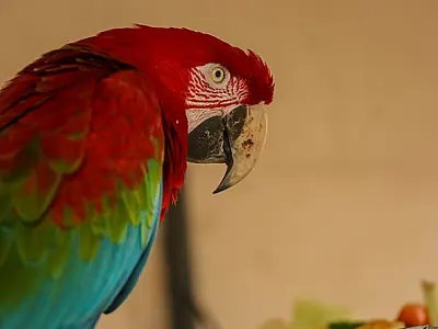 Mais de 74% dos animais reabilitados em centro estadual foram enviados de volta à natureza