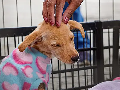Guarujá promove Feira de Adoção de Animais neste sábado