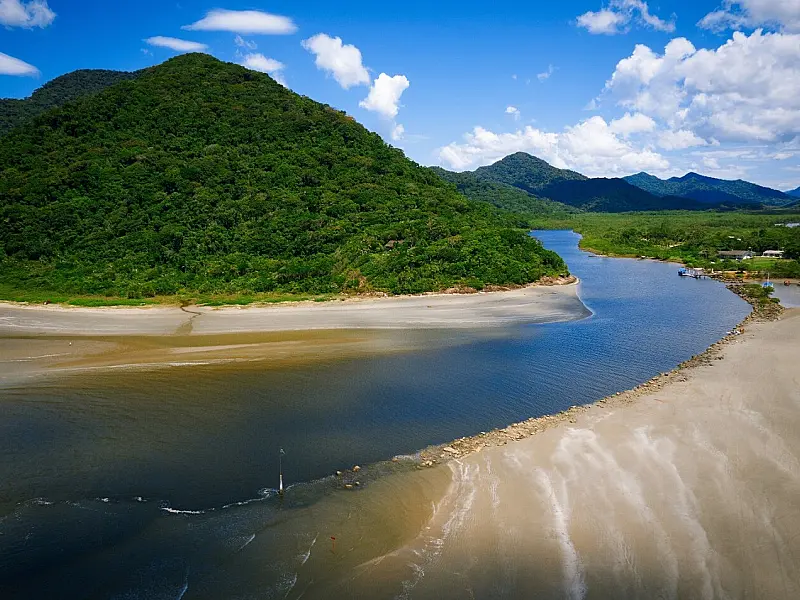 Aves da Mata Atlântica: para observar as criaturas aladas que povoam o turismo paulista