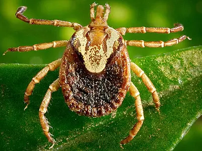 São Paulo confirma morte por febre maculosa