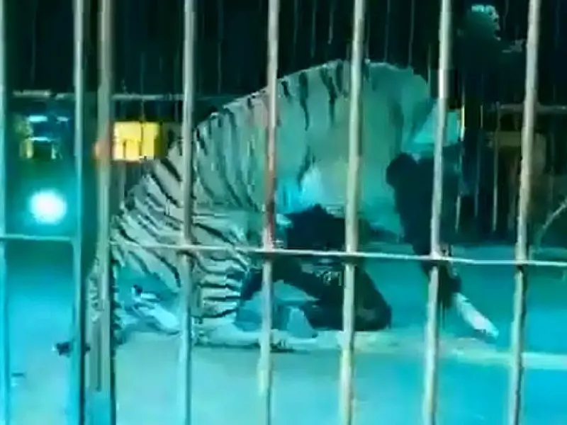 Domador de animais é atacado por tigre durante apresentação na Itália