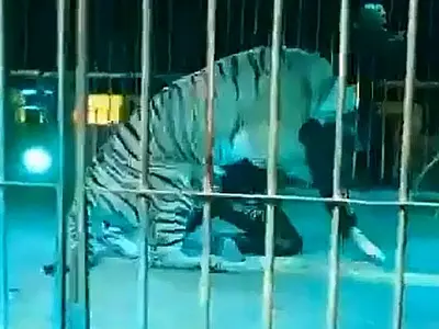 Domador de animais é atacado por tigre durante apresentação na Itália