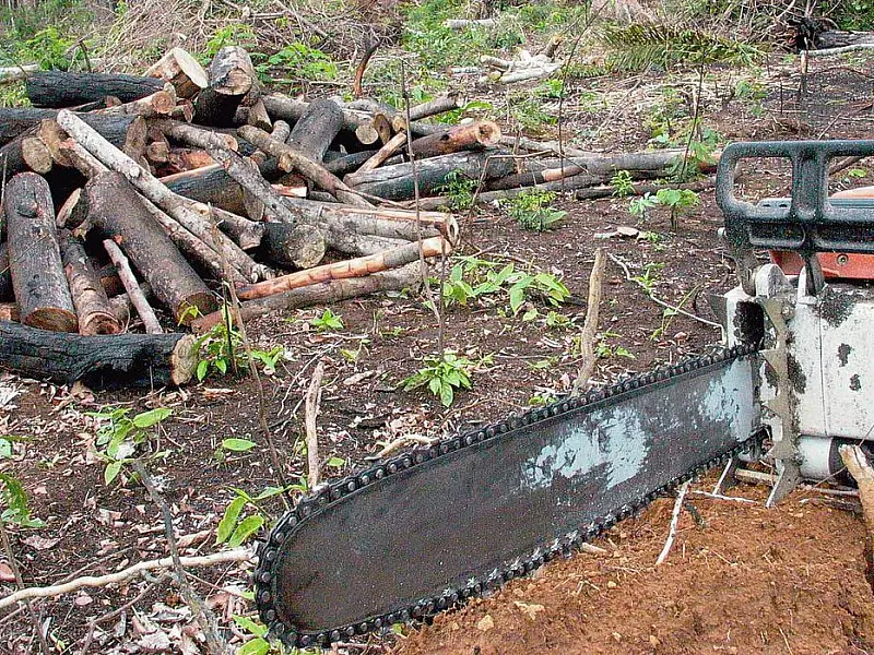 Em 2022, Amazônia teve maior desmatamento em 15 anos, diz Imazon