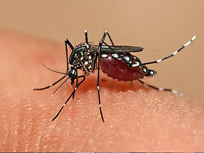 Laboratório pede incorporação da vacina contra dengue no SUS