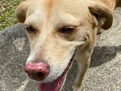 Canil Municipal de Guarujá promove resgate e reencontro entre pet e sua tutora