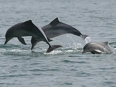 Estudo detecta bactéria da leptospirose em golfinhos e lobos-marinhos