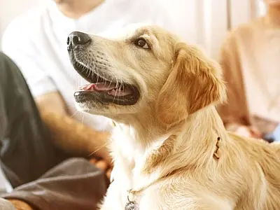 Senado aprova regras para guarda de pets e reacende debate jurídico no país