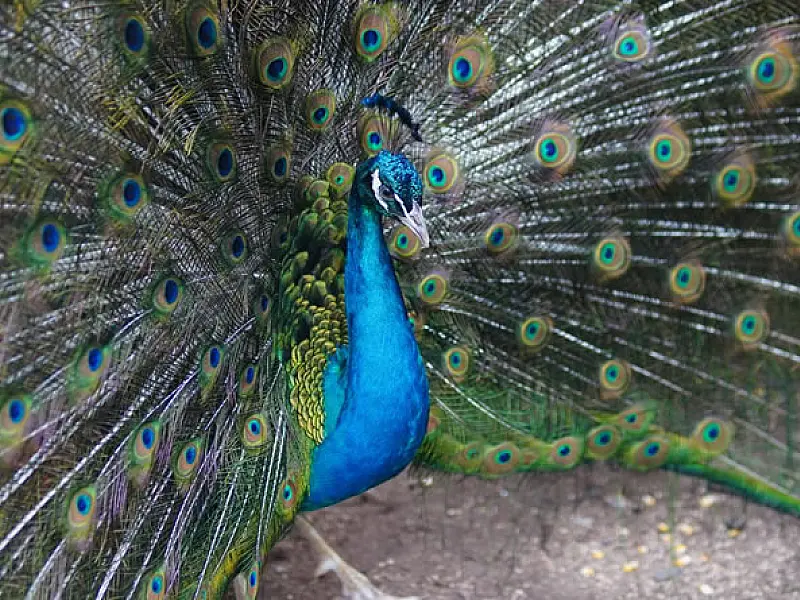 Parque Ecológico de Mongaguá conquista licença de Jardim Zoológico e novos animais chegam ao local