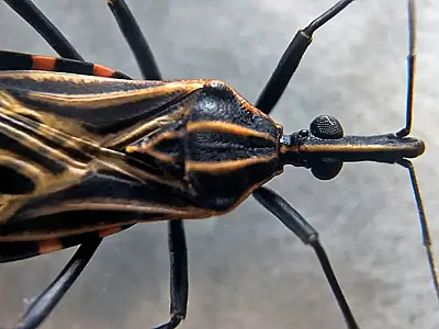 Associação denuncia presença de "barbeiros" infectados no Butantã