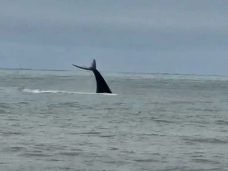 Baleia é flagrada nadando próxima da costa em Praia Grande/SP
