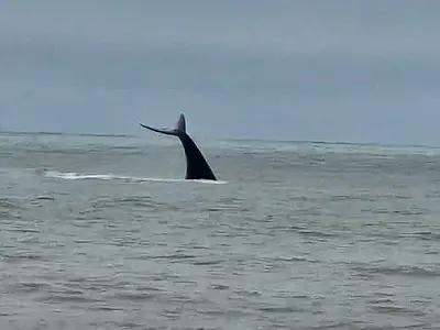 Baleia é flagrada nadando próxima da costa em Praia Grande/SP