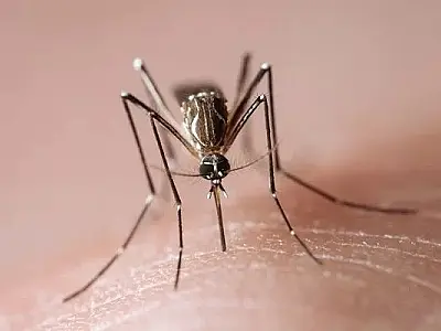 Dengue: Aedes aegypti veio para ficar, alerta infectologista
