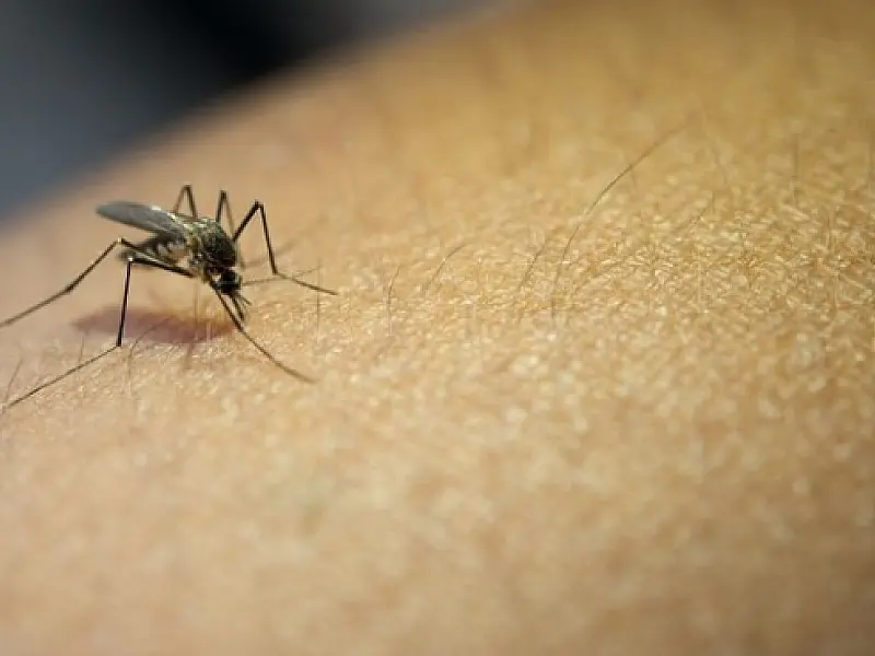 Secretaria da Saúde registra mais de 318 mil casos confirmados de dengue em 2023
