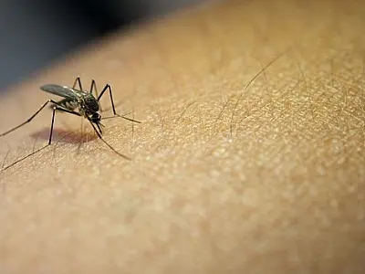 Secretaria da Saúde registra mais de 318 mil casos confirmados de dengue em 2023