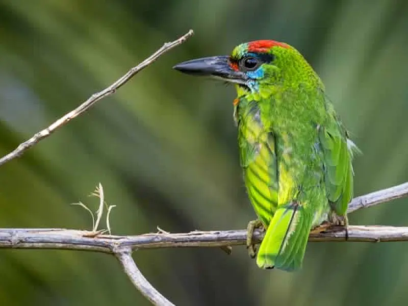 Operadores viários da CNL são treinados para resgate de fauna