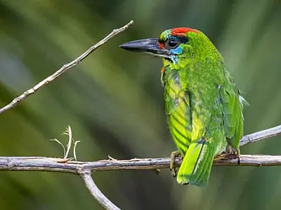 Operadores viários da CNL são treinados para resgate de fauna
