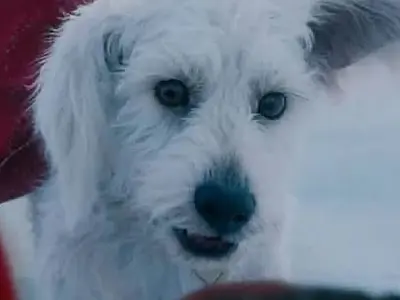 Cine Roxy lança concurso "Meu Cachorro é o Krypto!" e entra no clima de Superman
