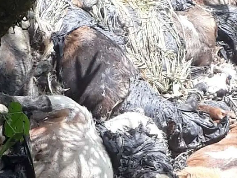 Cães e cabras encontrados decapitados em Mongaguá intriga moradores e autoridades locais