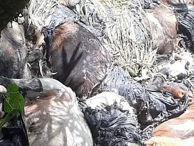 Cães e cabras encontrados decapitados em Mongaguá intriga moradores e autoridades locais
