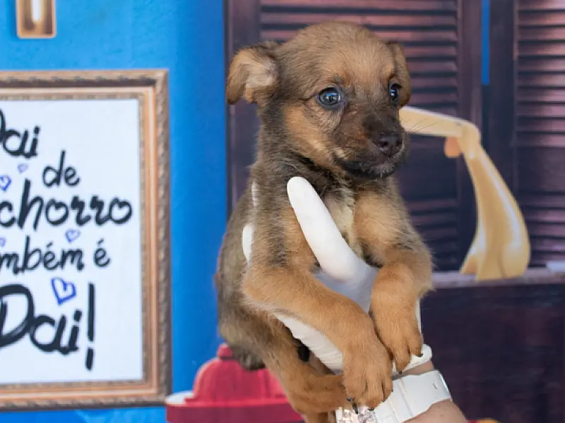 Prefeitura orienta população sobre como agir ao encontrar animais em situação de abandono