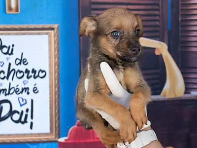 Prefeitura orienta população sobre como agir ao encontrar animais em situação de abandono
