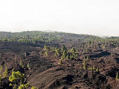 Brasil perde 15% de florestas naturais em quase 40 anos, diz MapBiomas