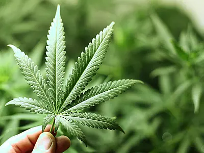 O que muda com a decisão da Anvisa de proibir a importação de flores de maconha