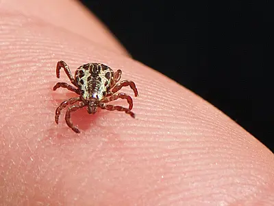 Campinas confirma mais duas mortes por febre maculosa