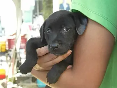 Feira de adoção reúne cães resgatados em busca de amor e recomeço em São Vicente