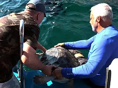 Tartarugas-verdes são devolvidas ao mar após um ano de tratamento contra tumores