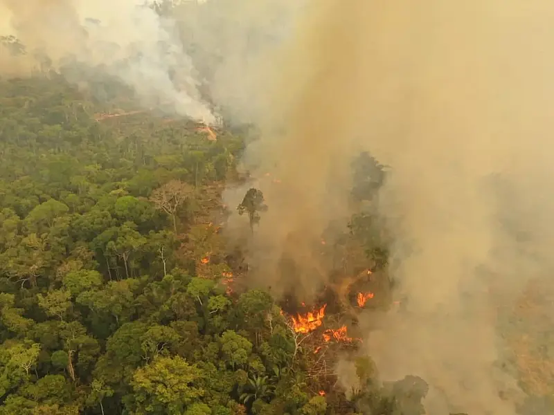 Cobertura florestal mundial perde 3,7 milhões de hectares em 2023