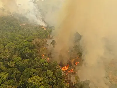 Cobertura florestal mundial perde 3,7 milhões de hectares em 2023
