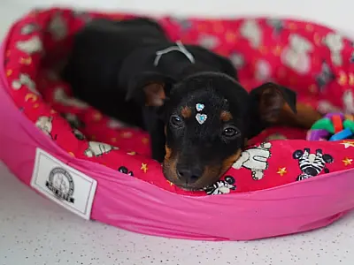Zoonoses de Mongaguá abre as portas para passeios com pets e busca novos voluntários