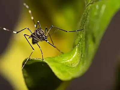 Sementes que ajudam a combater mosquito da dengue são distribuídas em escolas