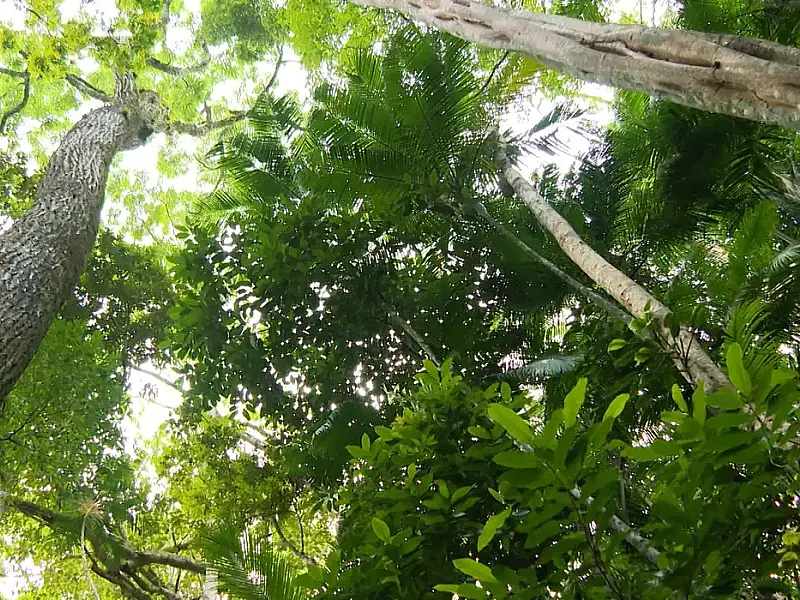 Desmatamento da Mata Atlântica de São Paulo tem queda de 29%, diz Inpe