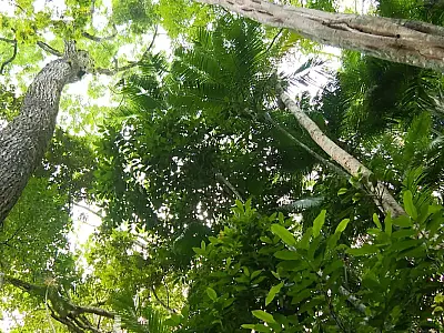 Desmatamento da Mata Atlântica de São Paulo tem queda de 29%, diz Inpe