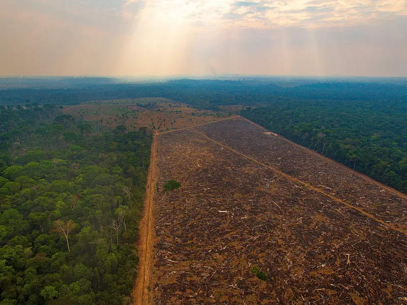 Desmatamento no Brasil cresceu 22% no ano passado