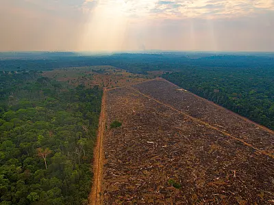 Desmatamento no Brasil cresceu 22% no ano passado