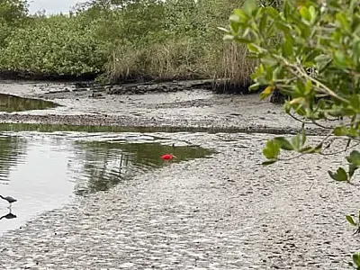 Mutirão de limpeza recolhe mais de 1 tonelada de resíduos em manguezal próximo ao Rio Paranhos