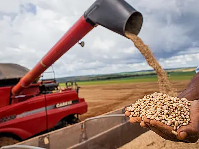 Aumento da temperatura vai afetar a produção de feijão no Brasil