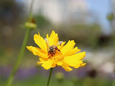 Pesquisa mostra importância de áreas verdes urbanas para a saúde