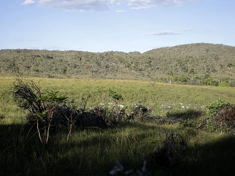 Campeãs em desmatamento, terras privadas têm 62% do Cerrado nativo